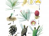 Illustration of Pine Tree Life Cycle (#1501)