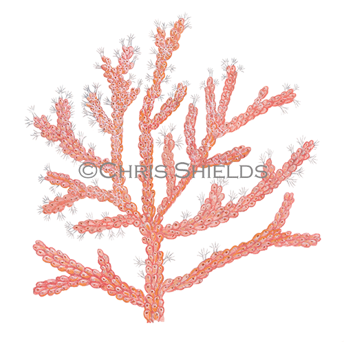 Illustration of Pink Sea Fan (Eunicella verrucosa) (#4610)