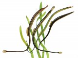 Illustration of Pipefish (#0173)