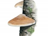 Illustration of Piptoporus betulinus (Birch Bracket Fungi) (#2054)