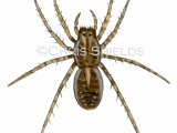 Illustration of Pirate Wolf Spider (Pirata piraticus) (#1483)