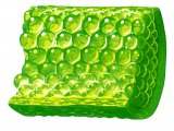 Illustration of Plant Cells (#0996)