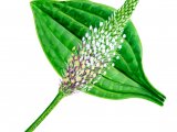 Illustration of Plantain (Hoary) Plantage media (#0843)