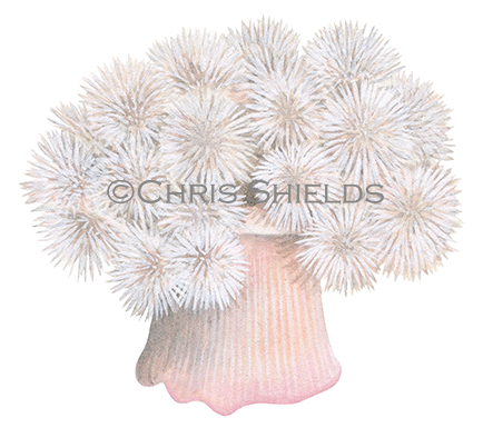 Illustration of Plumose anemone (Metridium senile) (#4611)