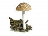 Illustration of Pluteus diettrichii (#3849)