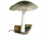 Illustration of Pluteus ephebeus (#3814)