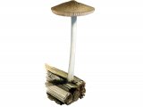Illustration of Pluteus luctuosus (#3826)