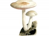 Illustration of Pluteus petasatus (#3466)