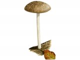 Illustration of Pluteus phlebophorus (#3819)