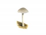 Illustration of Pluteus salicinus (Willow Shield) (#3800)