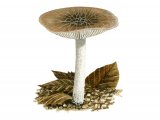 Illustration of Pluteus thomsonii (Veined Shield) (#3856)