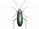 Illustration of Pollen Beetle (Donacia clavipes) (#2645)
