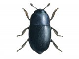 Illustration of Pollen Beetle (meligethes aeneus) (#2626)