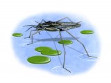Illustration of Pond Skater (Gerris sp.) (#1701)