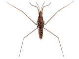 Illustration of Pond Skater (Gerris) (#3159)