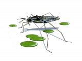 Illustration of Pond Skater (Gerris) (#4092)