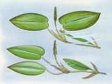 Illustration of Pondweeds - Broad-leaved Pondweed (Potamogeton natans) Bog Pondweed (P. polygonifolius) (#4359)