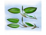 Illustration of Pondweeds - top (Broad-leaved) bottom (bog). (#0063)