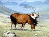 Illustration of Pony - Shetland (Equus ferus caballus) (#0289)