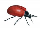 Illustration of Poplar Beetle (Chrysomela populi) (#1860)