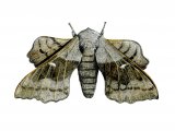 Illustration of Poplar Hawk Moth (Laothoe populi) (#1342)