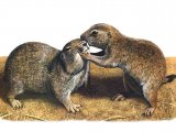 Illustration of Prairie Dog (Cynomys ludovicianus)  (#0572)