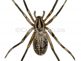 Illustration of Prowling Spider (Zora spinimana) (#4709)