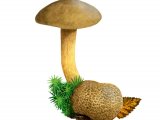 Illustration of Pseudooboletus parasiticus (Parasitic Bolete) (#2014)