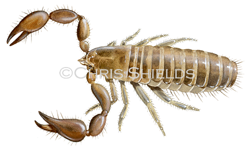 Illustration of Pseudoscorpion (Pseudoscorpionida) (#4094)