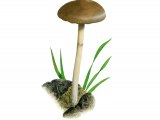 Illustration of Psilocybe fimetaria (#4255)