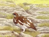 Illustration of Ptarmigan (Lagopus muta) (#3720)