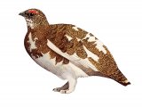 Illustration of Ptarmigan (Lagopus muta) (#3726)