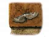 Illustration of Pug Moth (Bordered) Eupithecia succenturiata (#1144)