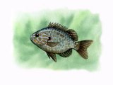 Illustration of Pumpkinseed Sunfish (Lepomis gibbosus) (#0177)
