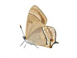 Illustration of Purple Hairstreak (Quercusia quercus) (#2559)