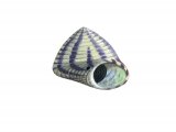 Illustration of Purple Topshell (Gibbula unbilicalis) (#1899)