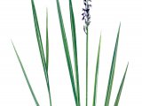 Illustration of Purple moor grass (Molinia caerulea) (#0943)