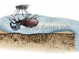 Illustration of Purse Web Spider (Atypus affinis) (#1516)