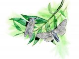 Illustration of Puss Moth (Cerura vinula) (#2471)