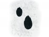 Illustration of Rabbit Footprints (#4221)