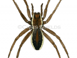 Illustration of Raft Spider (Dolomedes plantarius) (#1484)