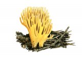 Illustration of Ramaria eumorpha (#1962)