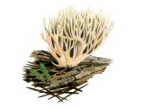 Illustration of Ramaria gracilis (#1951)