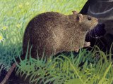 Illustration of Rat (Brown) Rattus norvegicus (#0563)