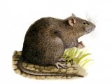 Illustration of Rat (Brown) Rattus norvegicus (#0562)