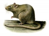 Illustration of Rat (Brown) Rattus norvegicus (#1768)