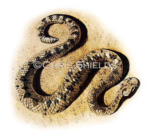 Illustration of Rattlesnake (Crotalus cerastes) (#1401)