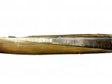 Illustration of Razor Shell (Ensis siliqua) (#0774)