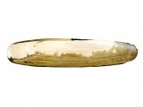 Illustration of Razor Shell (Pharus legumen) (#0785)