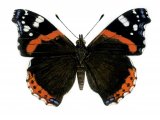 Illustration of Red Admiral (Vanessa atalanta) (#0324)